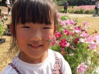 豊浦コスモスまつり